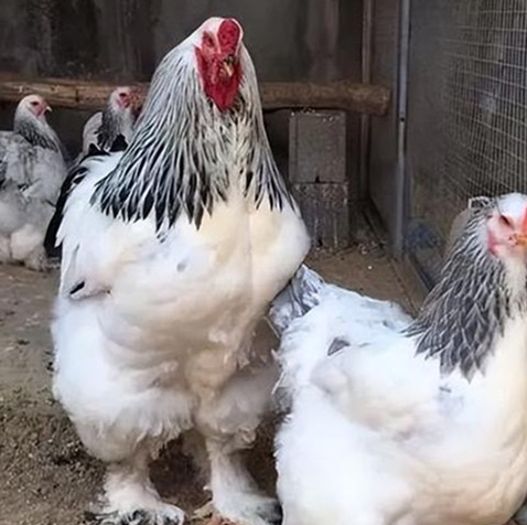 微信截图_20240629162653