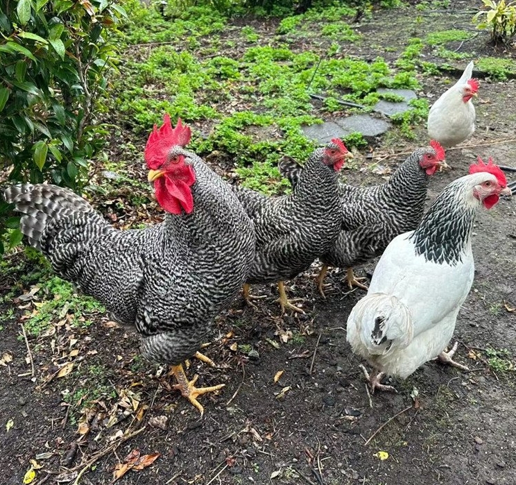 微信截图_20240629162739