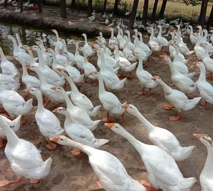 微信截图_20240629162944