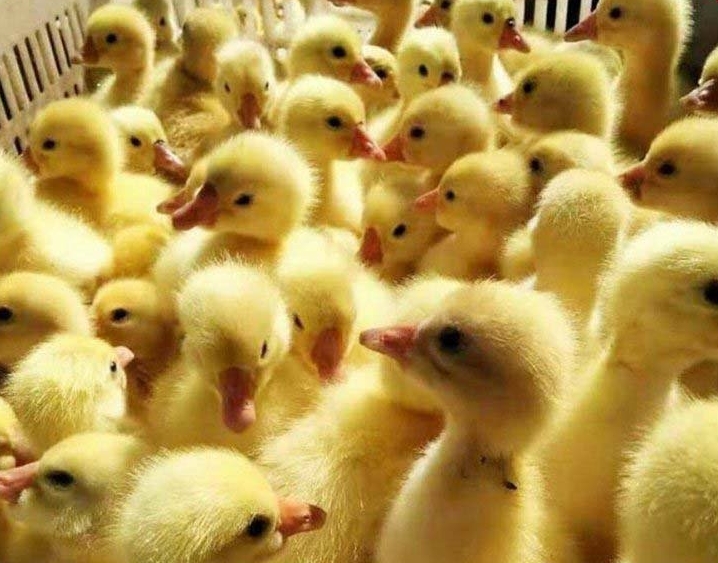 微信截图_20240629163042