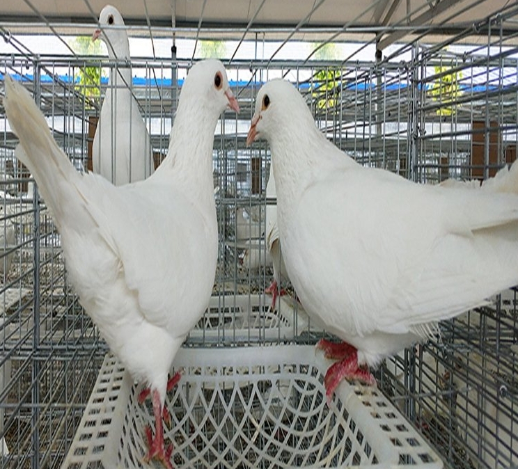 微信截图_20240629163140