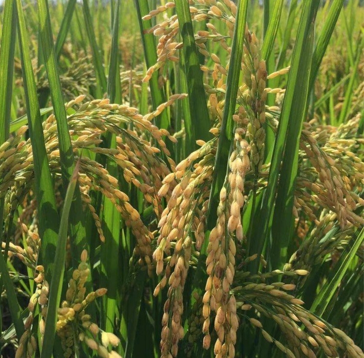 微信截图_20240629163242