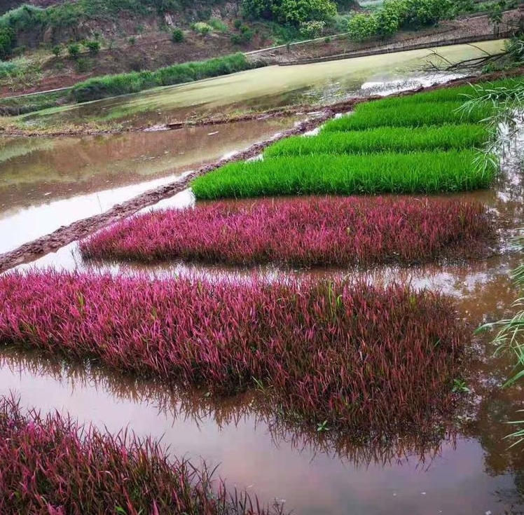 微信截图_20240629163331