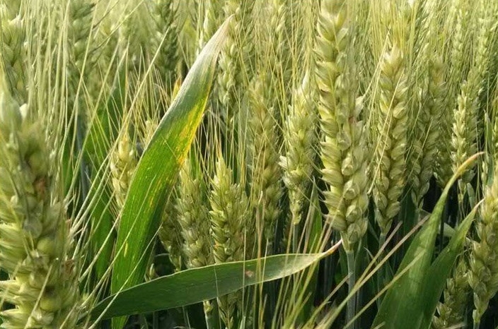 微信截图_20240629163800