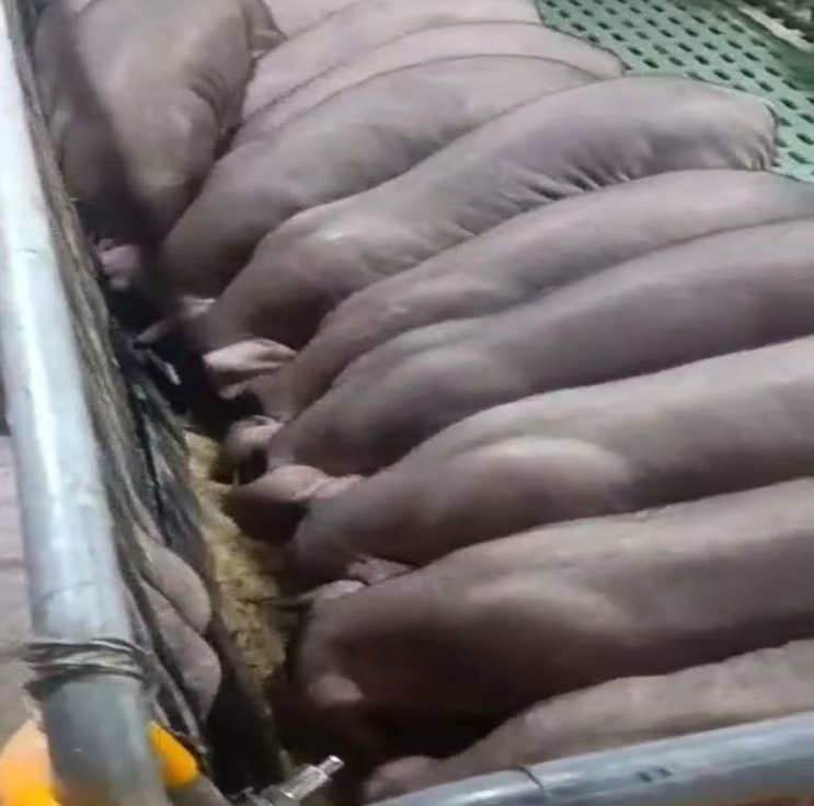 微信截图_20240629164000