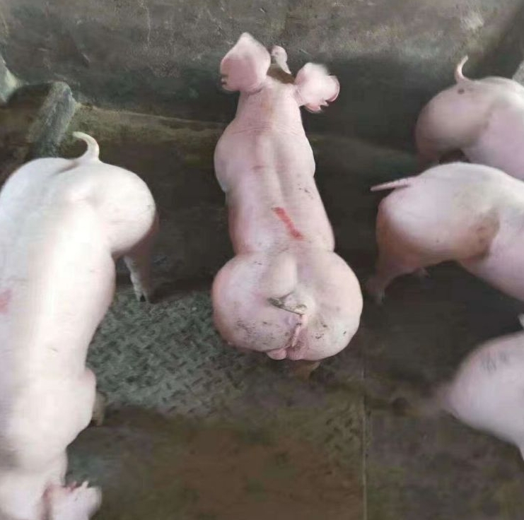 微信截图_20240629164048