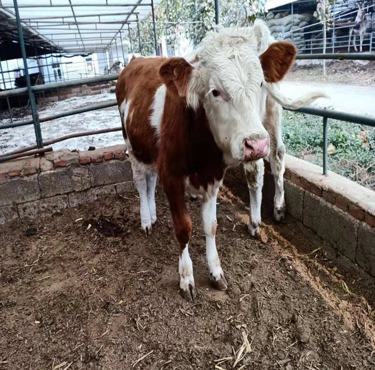 微信截图_20240629164146