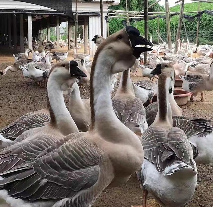 微信截图_20240629173526