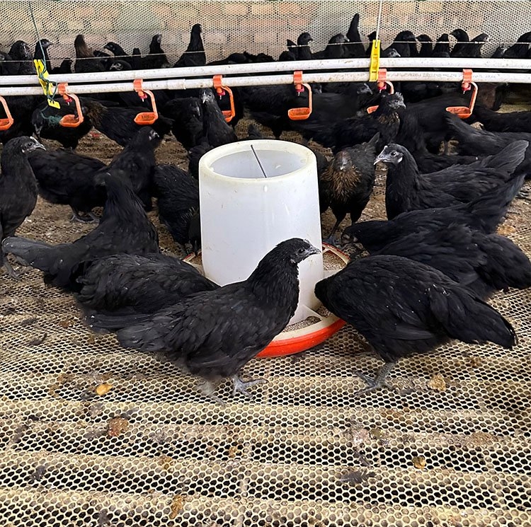 微信截图_20240629173705