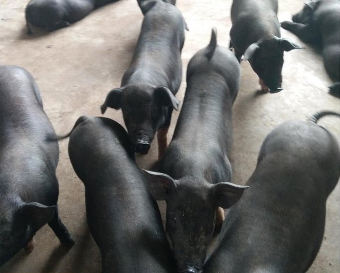 微信截图_20240629173829