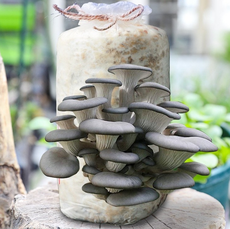 微信截图_20240629174721