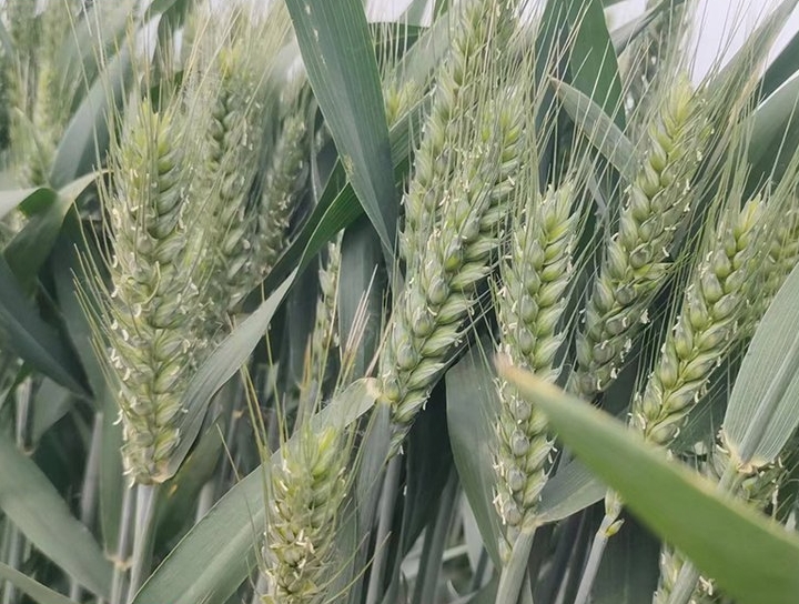 微信截图_20240629174839