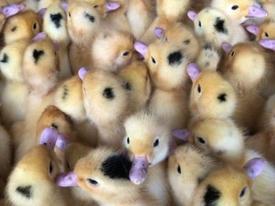 湖北荆门青头鸭苗图片番鸭苗养殖注