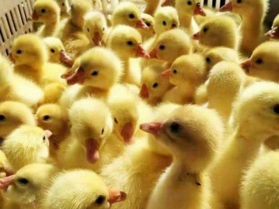 禽康大品种脱温三花鹅 散养育雏鹅苗