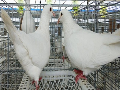 肉鸽 农家饲养繁育成年鸽子 生长健
