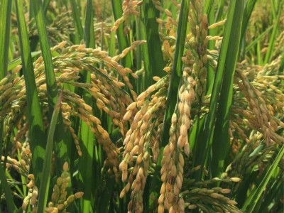 水稻种子黄华占优质高产谷种双季稻