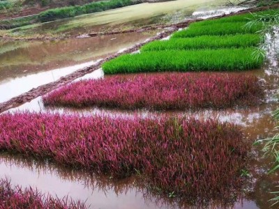 山西多色水稻批发紫色红色白色水稻