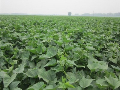 龙薯 地瓜红薯 洪春品牌 块茎类 新