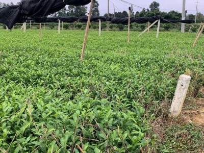精选老鹰茶苗 优质茶树 支持移栽可