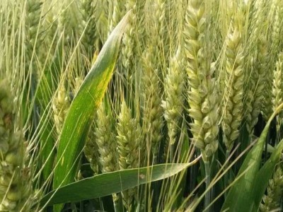 诚信经营 新品种高产小麦 商麦8号 