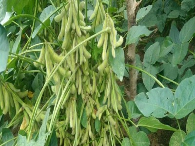 高蛋白大豆 种子 永育一号 大豆原粮