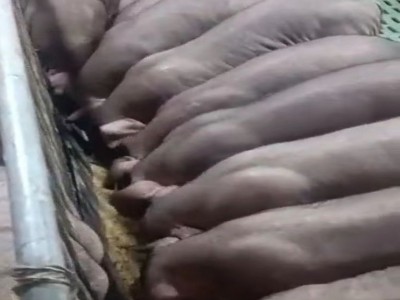 小母猪 黑杜种猪 提供养殖技术 可以