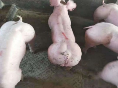 高产太湖猪美系杜洛克种猪专业喂养