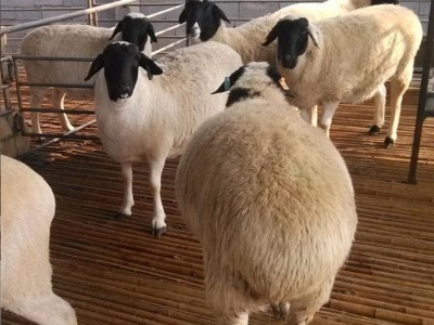 纯种湖羊图片 成年杂交杜寒杂交羊 